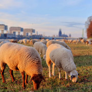 Schafe-auf-den-Poller-Wiesen-Iris-Sauer.jpg