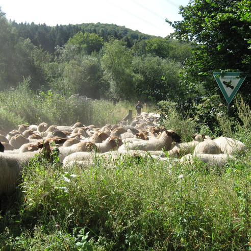 Schafe im Markengrund