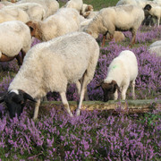 Schafe und Heide