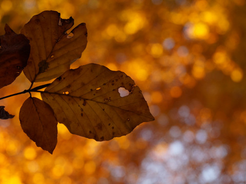 Blätter in Herbstfarben
