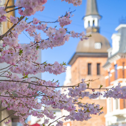 In der Oldenburger Innenstadt werden im Frühjahr japanische Kirschblüten aufgestellt. Die Bäume beginnen meist im März zu blühen und verschönern so die Stadt. Gegenüber des Lappans steht eine Kirchblüte.