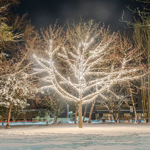 Lichterzauber im Schnee, Baum Wall 