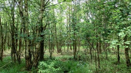 Naturschutzgebiet Hemelsmoor