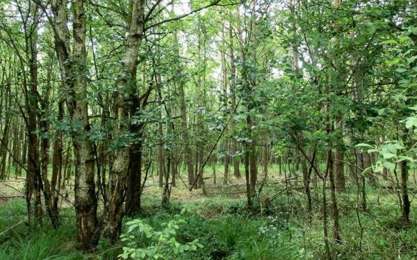 Naturschutzgebiet Hemelsmoor