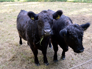 NSG Turenbusch Rinder