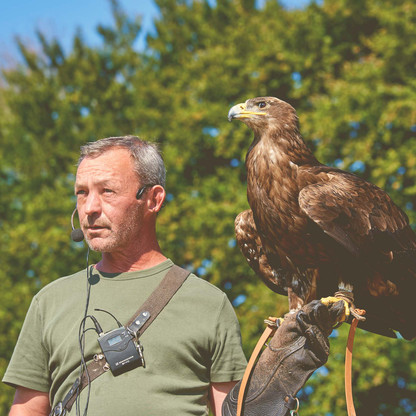 Falkner mit Adler