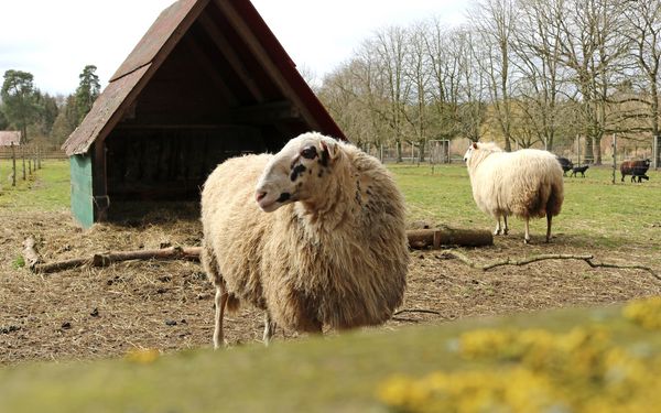 Bentheimer Schafe im schönen LandPark Lauenbrück