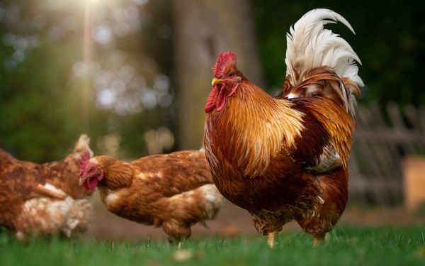 Hühner auf Bullerbü in Hanrade