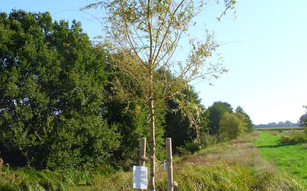 Dein Freund der Baum, steht an der Wörpebrücke zwischen Wilstedt und Tarmstedt