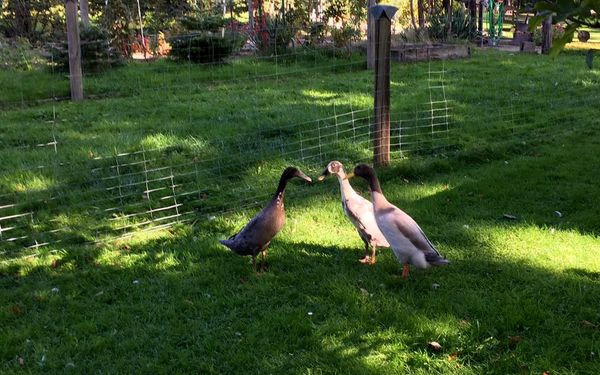Ferienwohnung Schafsblick in Kirchtimke