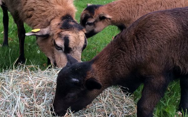 Ferienwohnung Schafsblick in Kirchtimke
