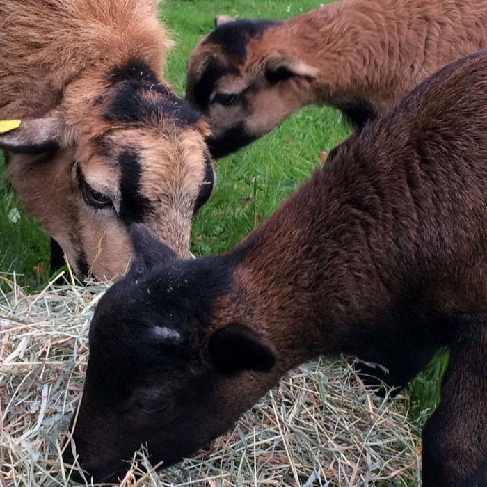 Ferienwohnung Schafsblick in Kirchtimke