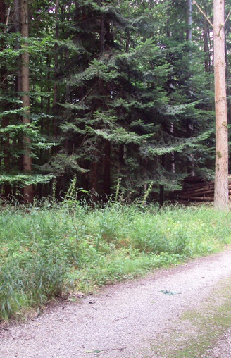 Salzgitter Höhenzug, Wanderweg 28 Nadelbäume im Laubwald