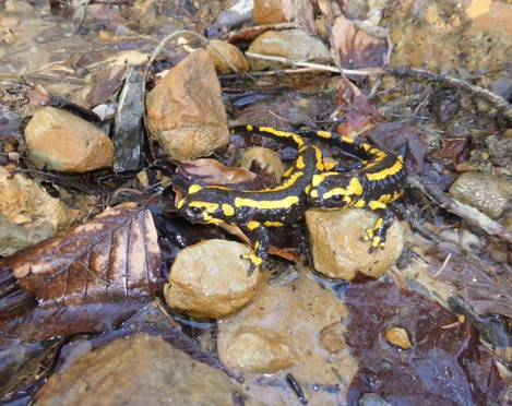 Salamander am Wassertretbecken in Oerlinghausen