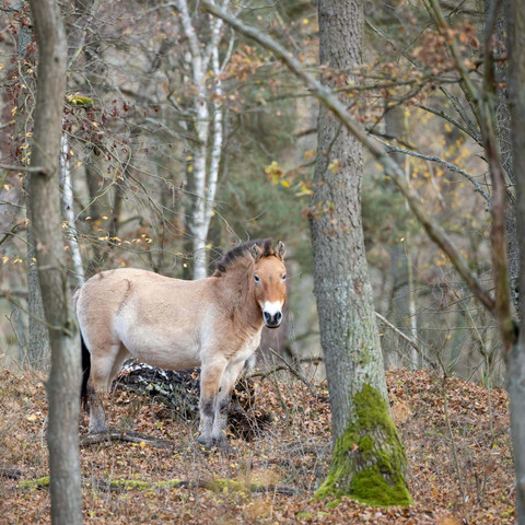 Przewalskipferd in der Kernzone der Döberitzer Heide