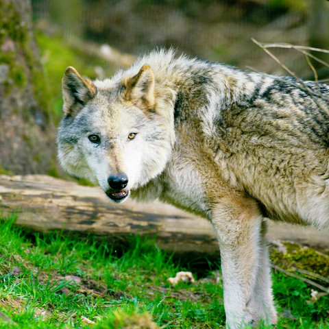 Alternativer Wolf Baerenpark Wolf