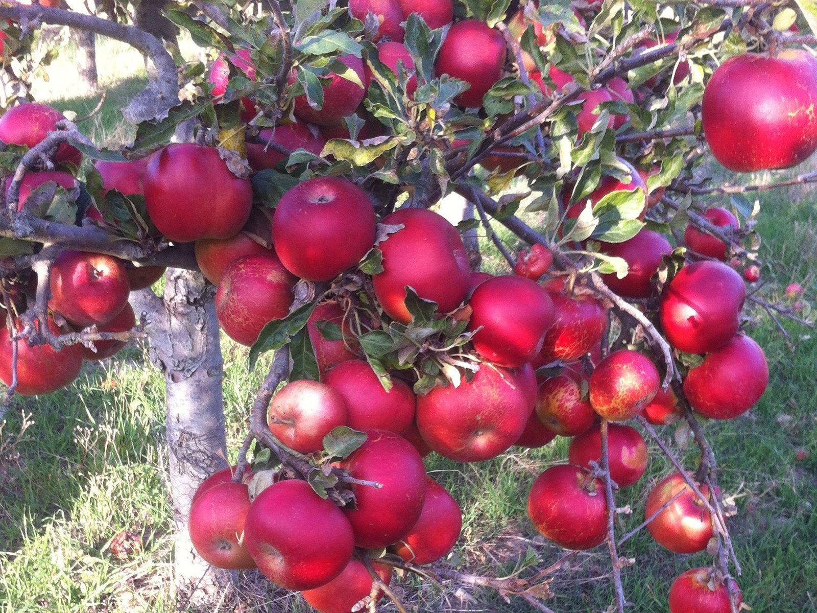 Typisch Harz - Äpfel am Baum