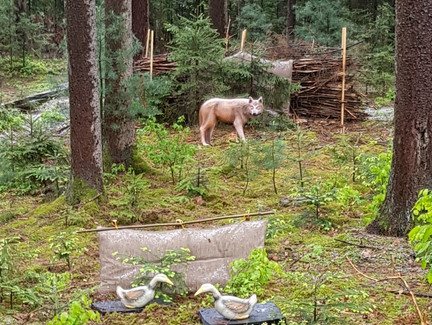 Bogenschießen auf Fuchs im Wald von Neuensorg