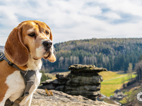 Die Sächsische Schweiz mit dem Hund erleben | Foto: Tobias Beyer