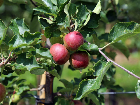 Üppig wächst das Obst im Sächsichen Obstland | Foto: Andreas Schmidt