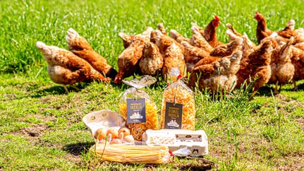 Hühner auf Lütens-Hof in Hemsbünde