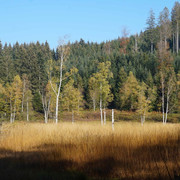 Herbstlich gefärbtes Hochmoor Enzenau