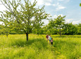 Meadow orchards in the Urdenbacher Kämpe, Monheim am Rhein