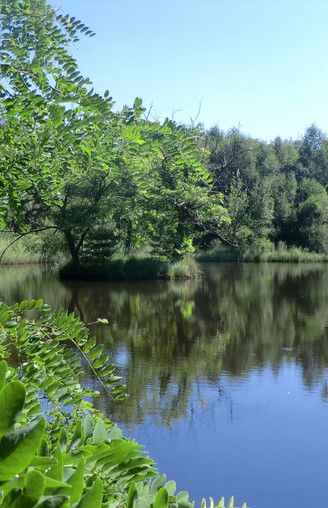 Yol kenarındaki orman gölü