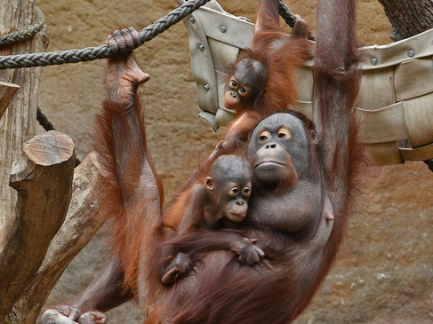 Orangoetan met jong in dierentuin Allwetterzoo Münster