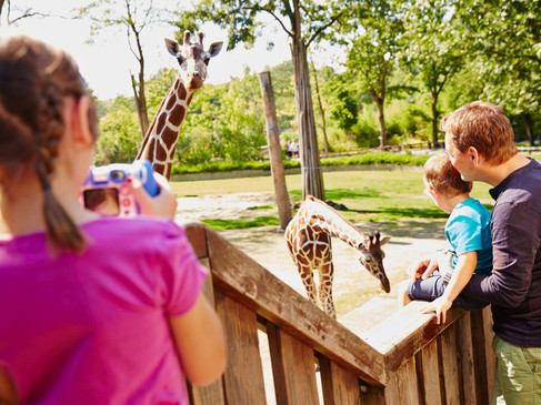 Giraffenverblijf in de dierentuin Allwetterzoo in Münster 