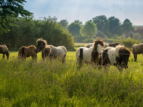 Paarden in natuurgebied Schonebeck in de BaumbergePaarden in natuurgebied Schonebeck in de Baumberge