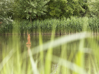 Hermann im Teich CC BY-SA - LTM.jpg
