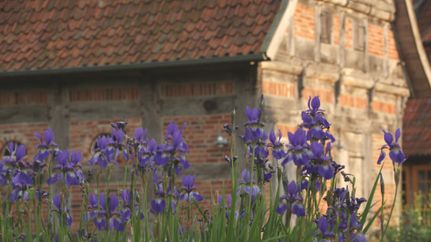 Blumen am Bauerngarten beim Hemslinger Brockwischenhus