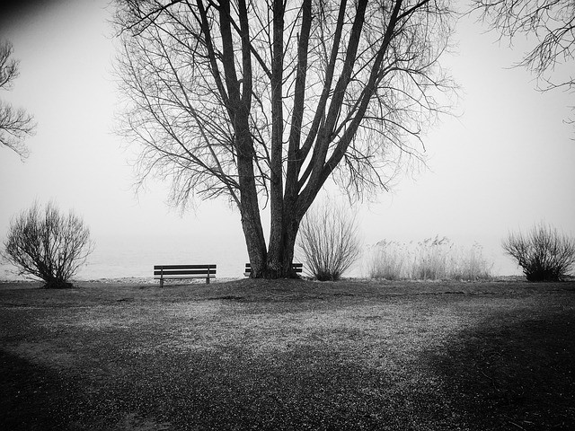 Baum-schwarz-weiß.jpg