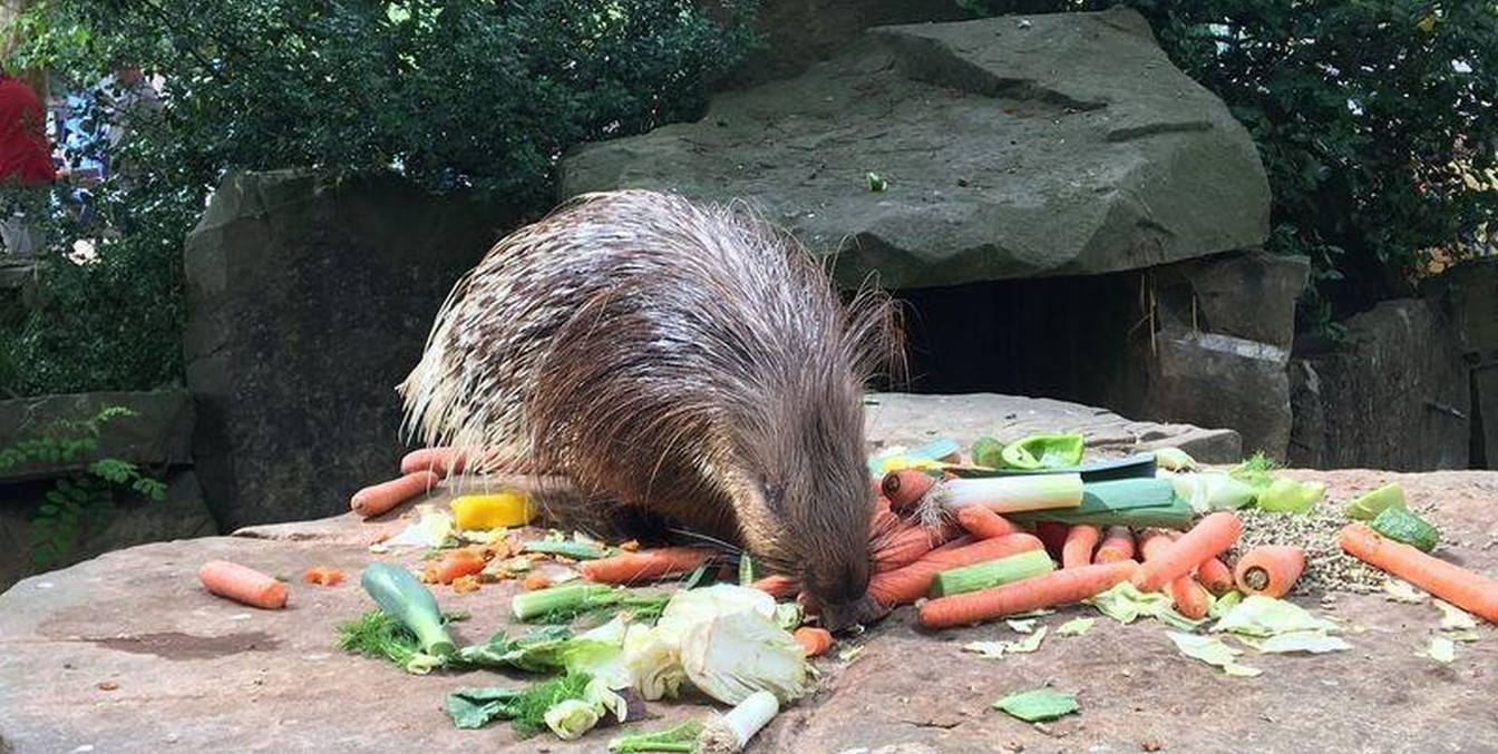 Stachelschwein frisst Gemüse im Tierpark NordhornStekelvarken eet groente in dierentuin Tierpark Nordhorn
