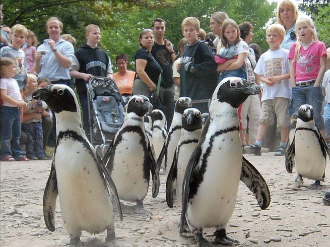 Pinguine und Besucher im Allwetterzoo MünsterPinguïns en bezoekers in Dierentuin Allwetterzoo Münster