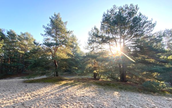 Naturschutzgebiet Voßberge mit Wanderdüne