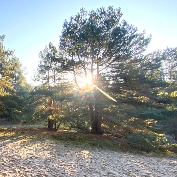 Naturschutzgebiet Voßberge mit Wanderdüne