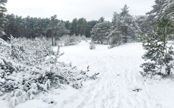 Naturschutzgebiet Voßberge - Die Wanderdüne im Winterkleid