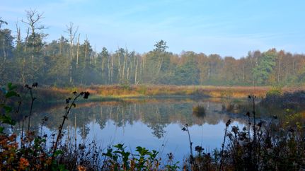 Laubfroschbiotop Eversen in herbstlicher Färbung