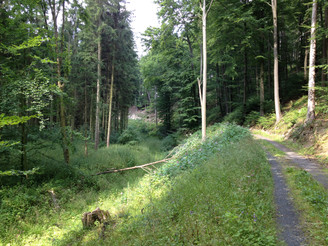 Waldgebiet bei Niederntudorf