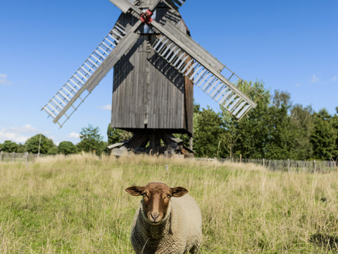 Im Vordergrund steht ein junges Schaf auf einer grünen Wiese, im Hintergrund vor blauem Himmel eine alte Bockwindmühle, Industriekultur, Natur, Freizeit