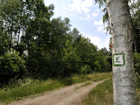 Blick auf einen Wegabschnitt des Lutherwegs, an dessen Rand ein Baum mit dem aufgesprühten L als Symbol für den Lutherweg steht, Natur, Wandern, Pilgern
