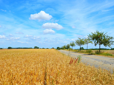 Lutherweg Sachsen neben einem Getreidefeld vor blauem Himmel, Wandern, Pilgern, Natur