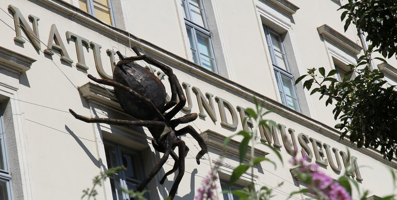 Nahaufnahme von der Außenfassade des Naturkundemuseums in Leipzig an der sich eine große Spinne befindet.