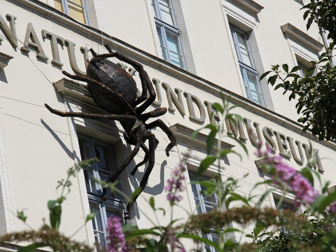Nahaufnahme von der Außenfassade des Naturkundemuseums in Leipzig an der sich eine große Spinne befindet.