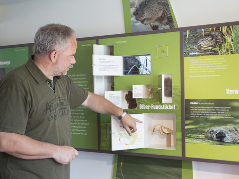 Ein Mitarbeiter des NaturparkHaus Dübener Heide zeigt in der Ausstellung Biber-Fundstücke