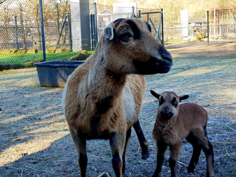 Eine Ziege steht mit ihrem Jungen im Stall im O-Schatz Tierpark