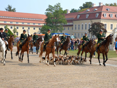Pferde werden im Innenhof des Schloss Hubertusburg von Jägern geritten, drumherum Jagdhunde und zahlreiche Besucher und Zuschauer