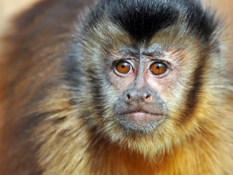Ein flauschig aussehender Kapuziner Affe im Tiergarten Delitzsch schaut neugierig in die Kamera, Leipzig und Region